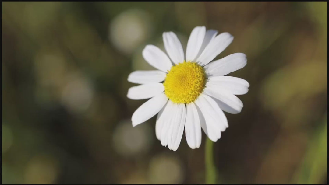 Daisy Gänseblümchen - Träume werden wahr! (Deutsch)