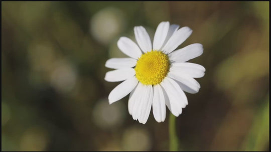 Daisy Gänseblümchen - Träume werden wahr! (Deutsch)